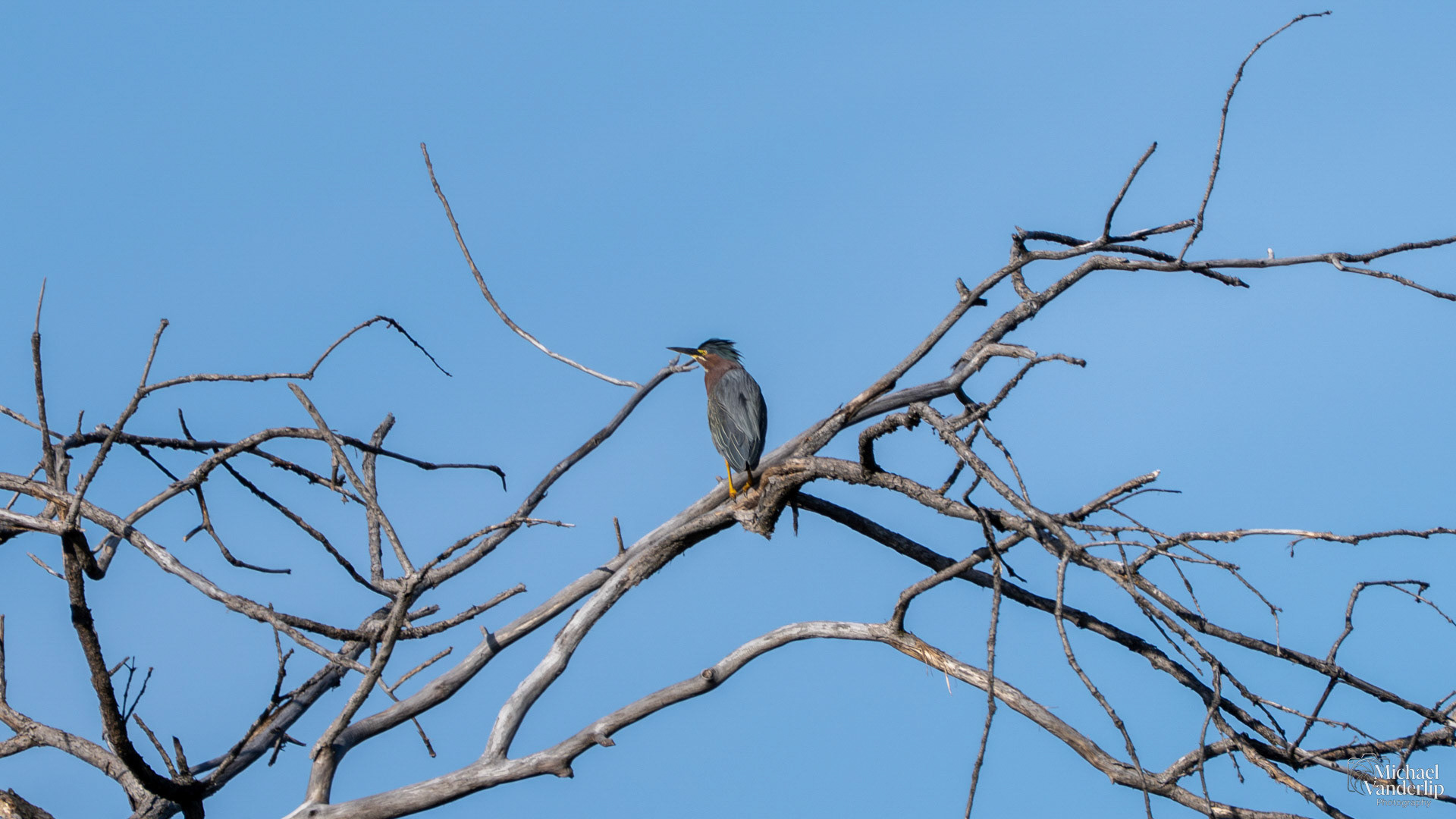 Green Heron along the Bear Creek Greenway near Talent, Oregon.
