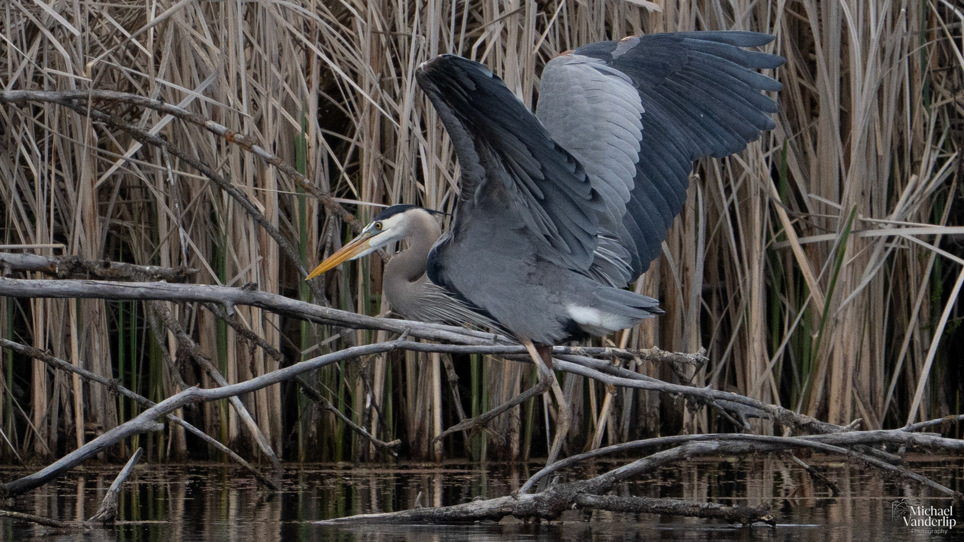 Great Blue Heron along the Bear Creek Greenway near Talent, Oregon.