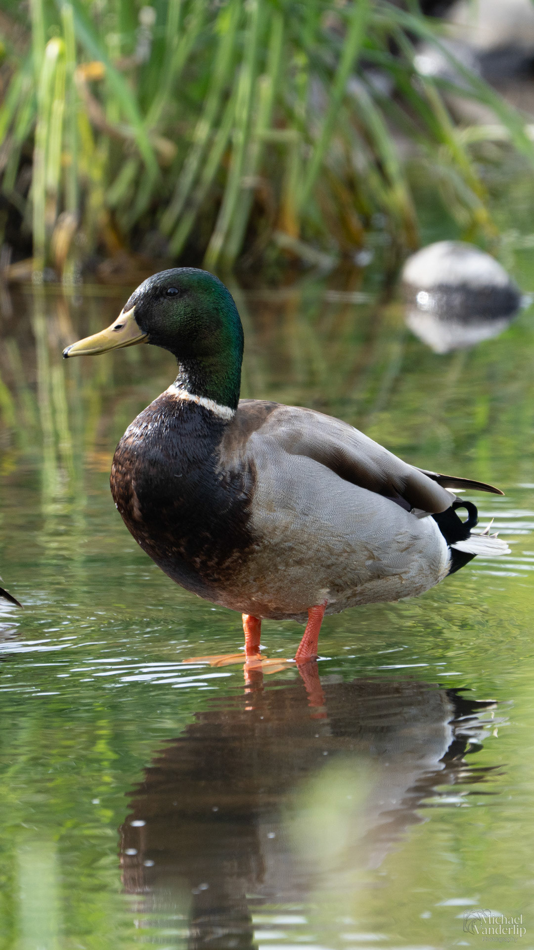 Mallard Duck along the Bear Creek Greenway near Talent, Oregon.