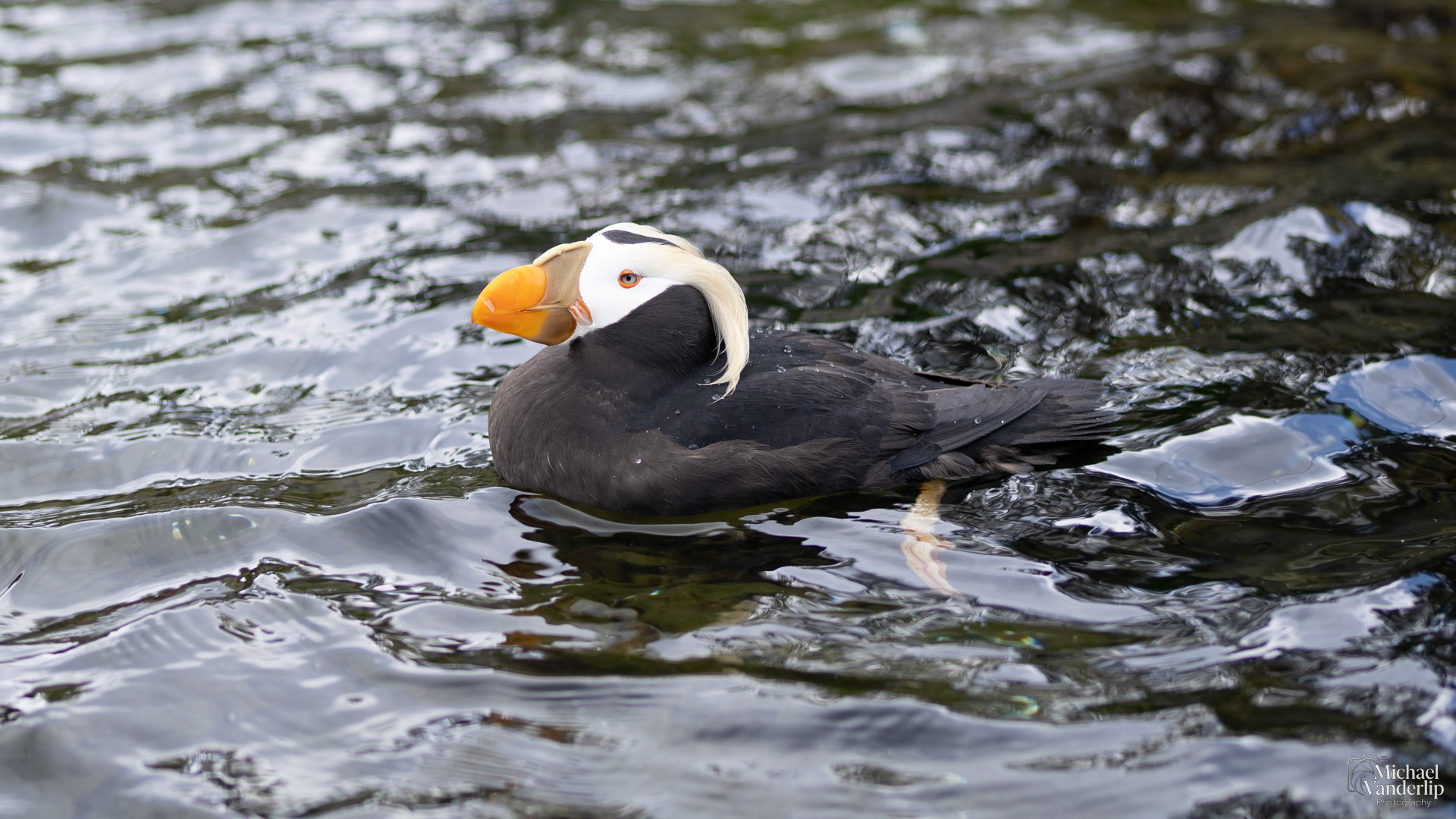Tufted Puffin at the Oregon Coast Aquarium, Newport, Oregon.