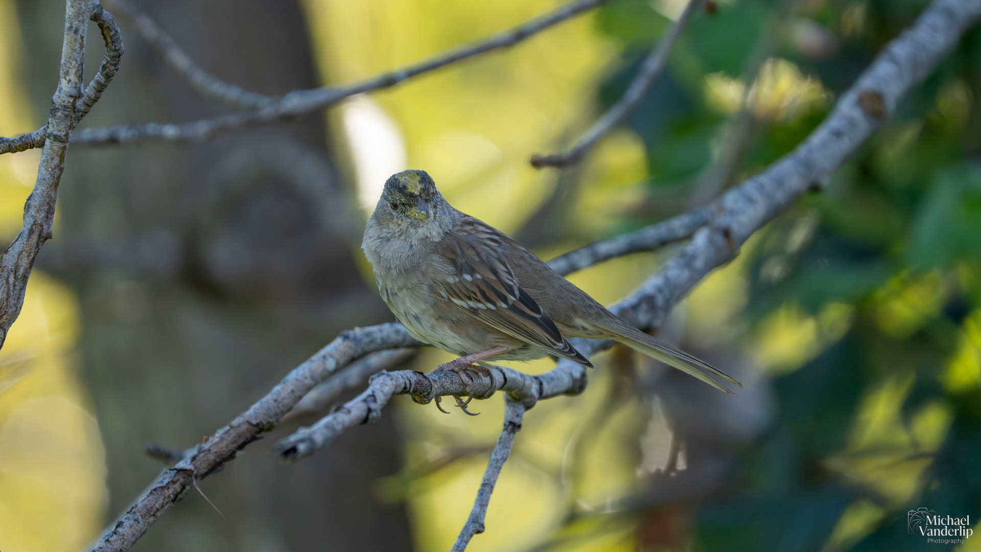 Golden-Crowned Sparrow along the Bear Creek Greenway near Talent, Oregon.