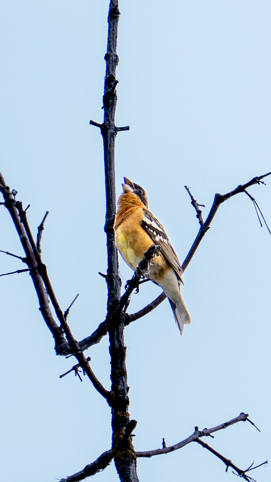 Black Headed Grosbeak along the Bear Creek Greenway near Talent, Oregon.
