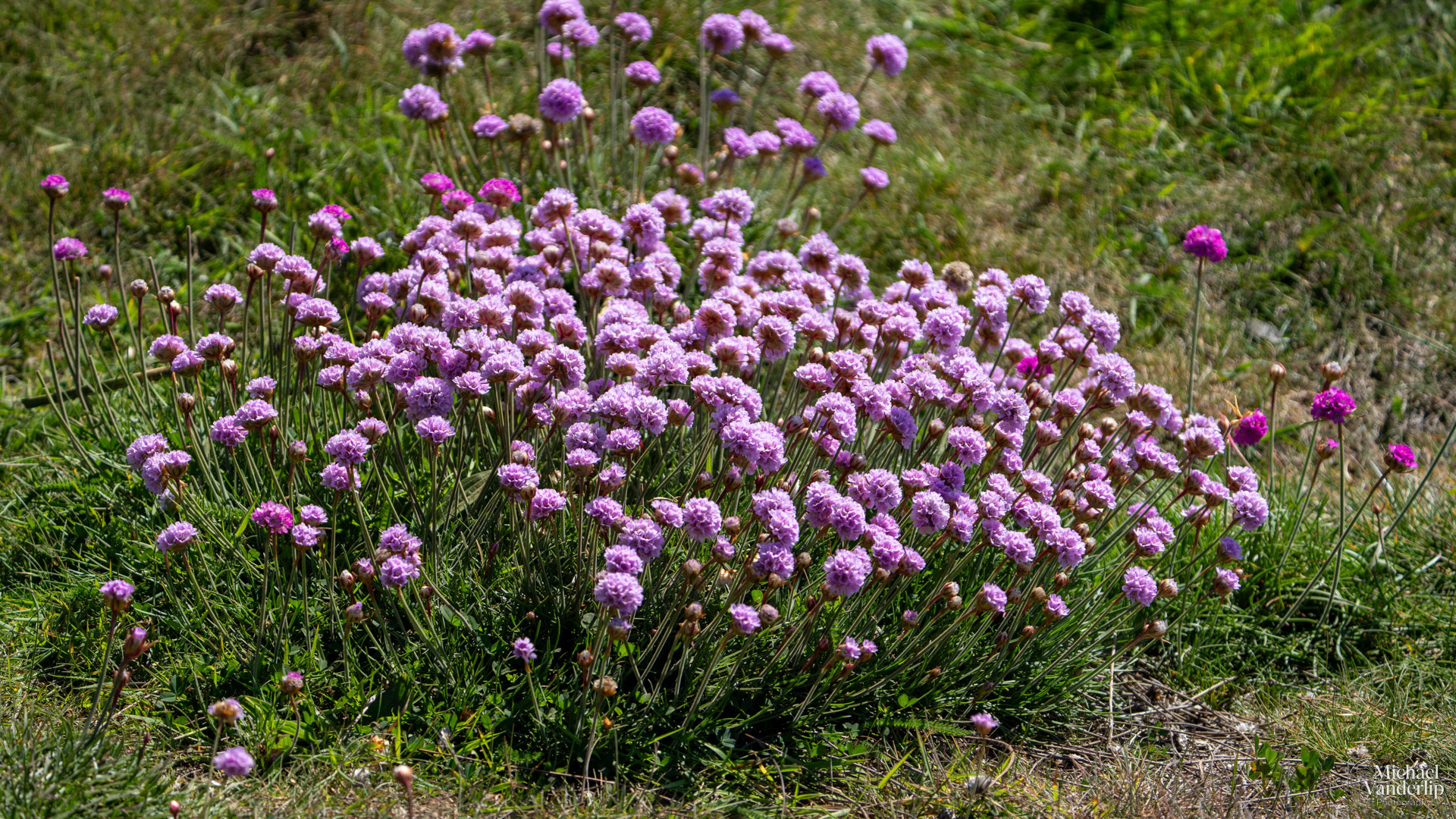 Sea Thrift along the coast near Depoe Bay, Oregon.