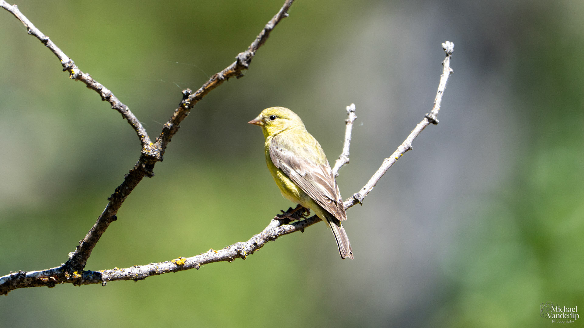 American Goldfinch along Upper Table Rock, Central Point, Oregon.