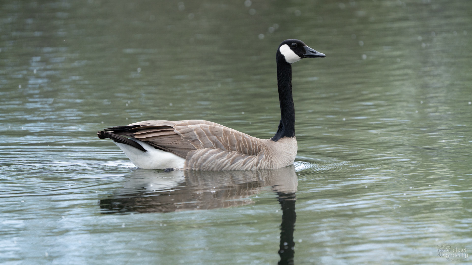 Canada Goose along the Bear Creek Greenway near Talent, Oregon.
