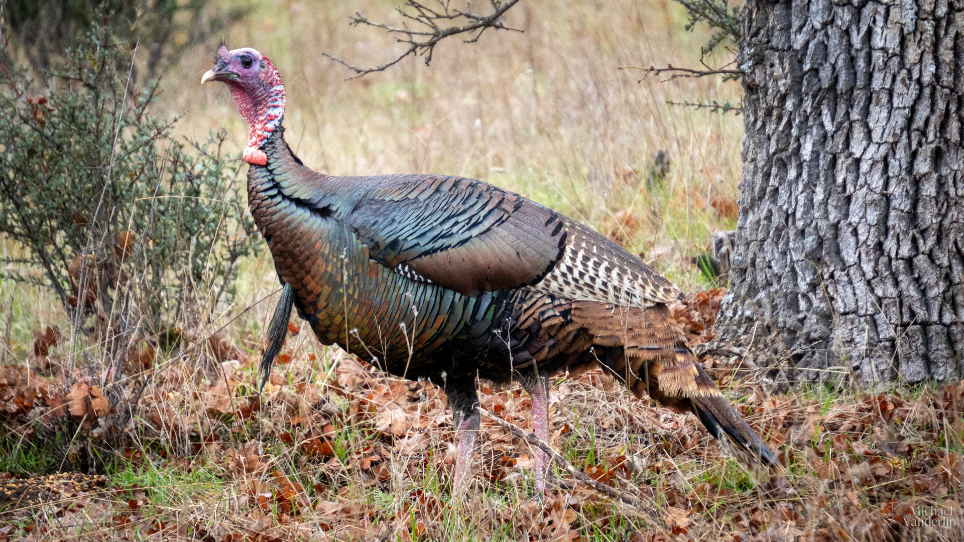Wild Turkey on the Lower Table Rock Trail, Central Point, Oregon.