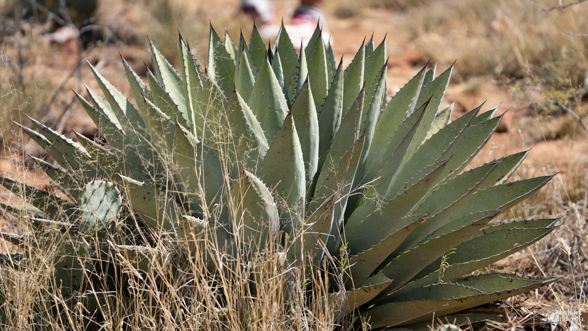 Agave plant in the hills near Sedona, Arizona.