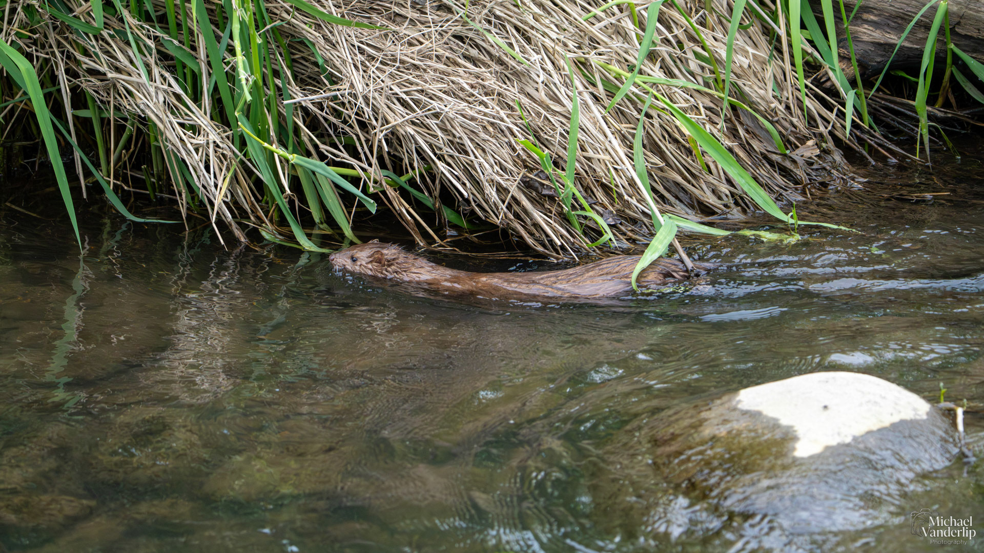 American Mink along the Bear Creek Greenway near Talent, Oregon.