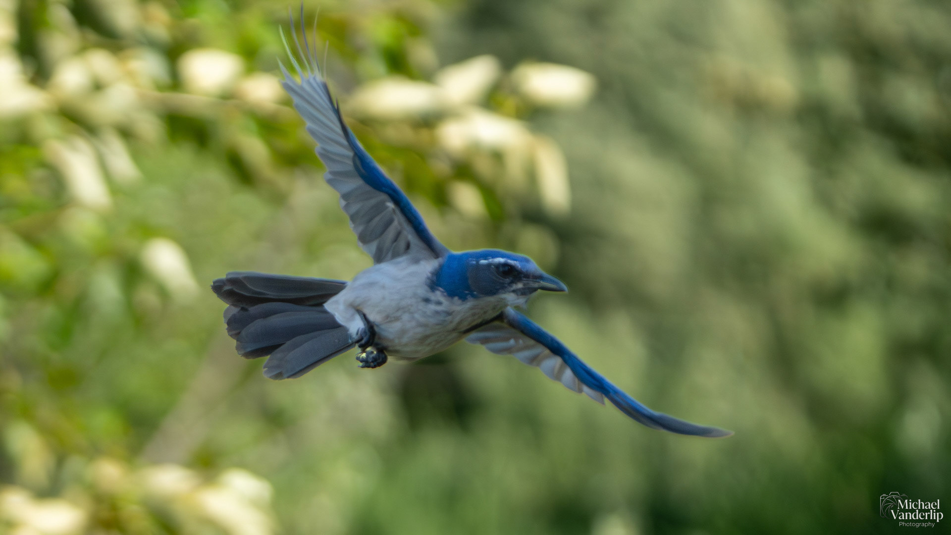 California Scrub Jay along the Bear Creek Greenway near Talent, Oregon.