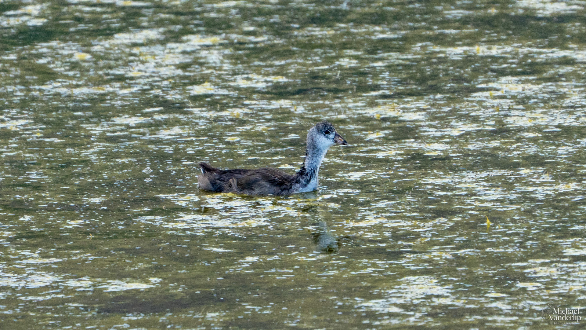 American Coot near Salt Lake, Utah.