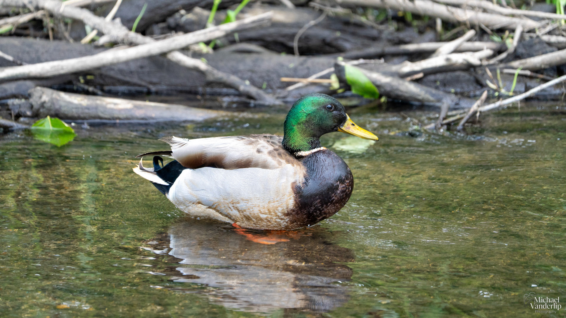 Mallard along the Bear Creek Greenway near Talent, Oregon.