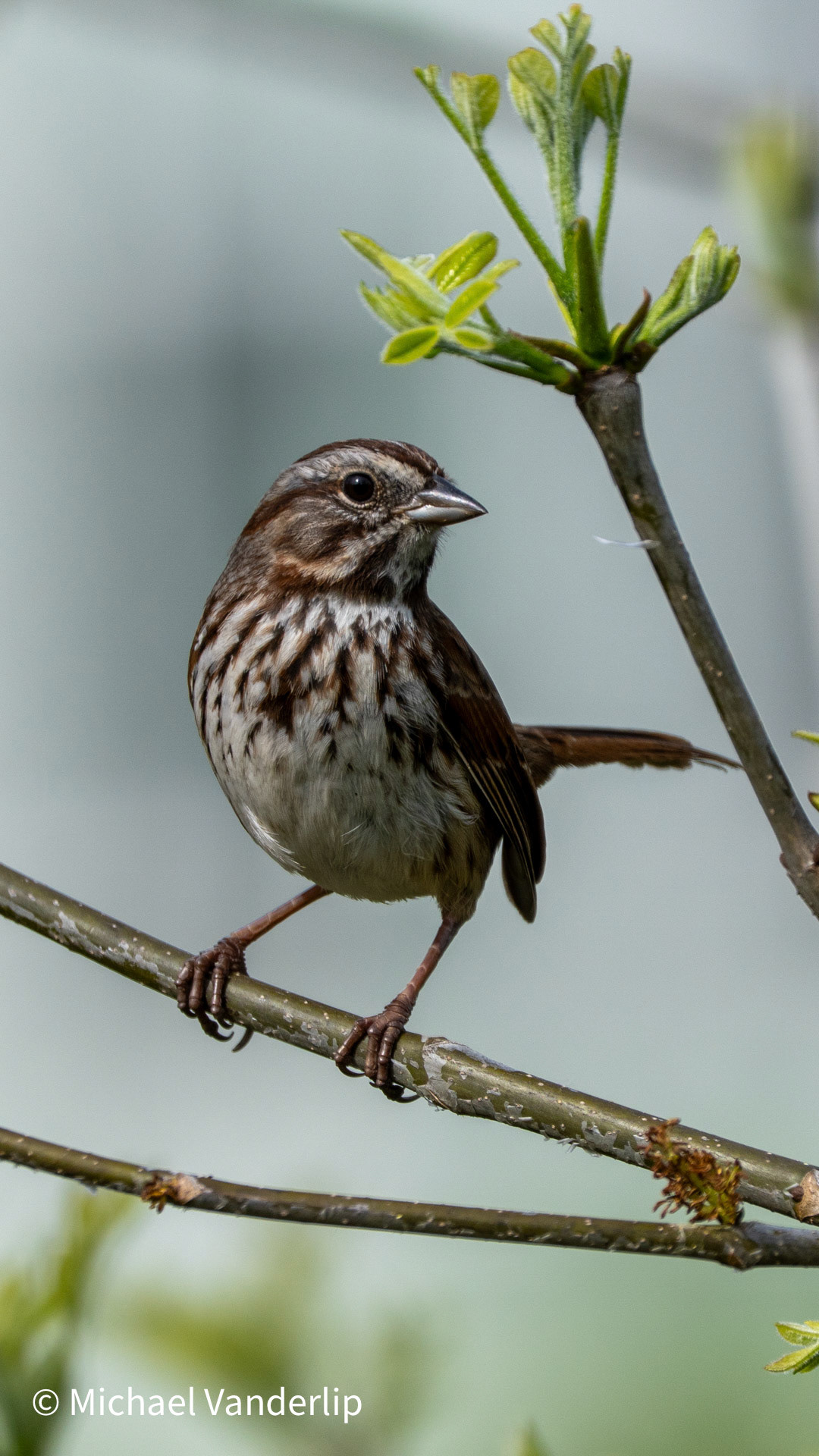 Song Sparrow along the Bear Creek Greenway near Talent, Oregon.
