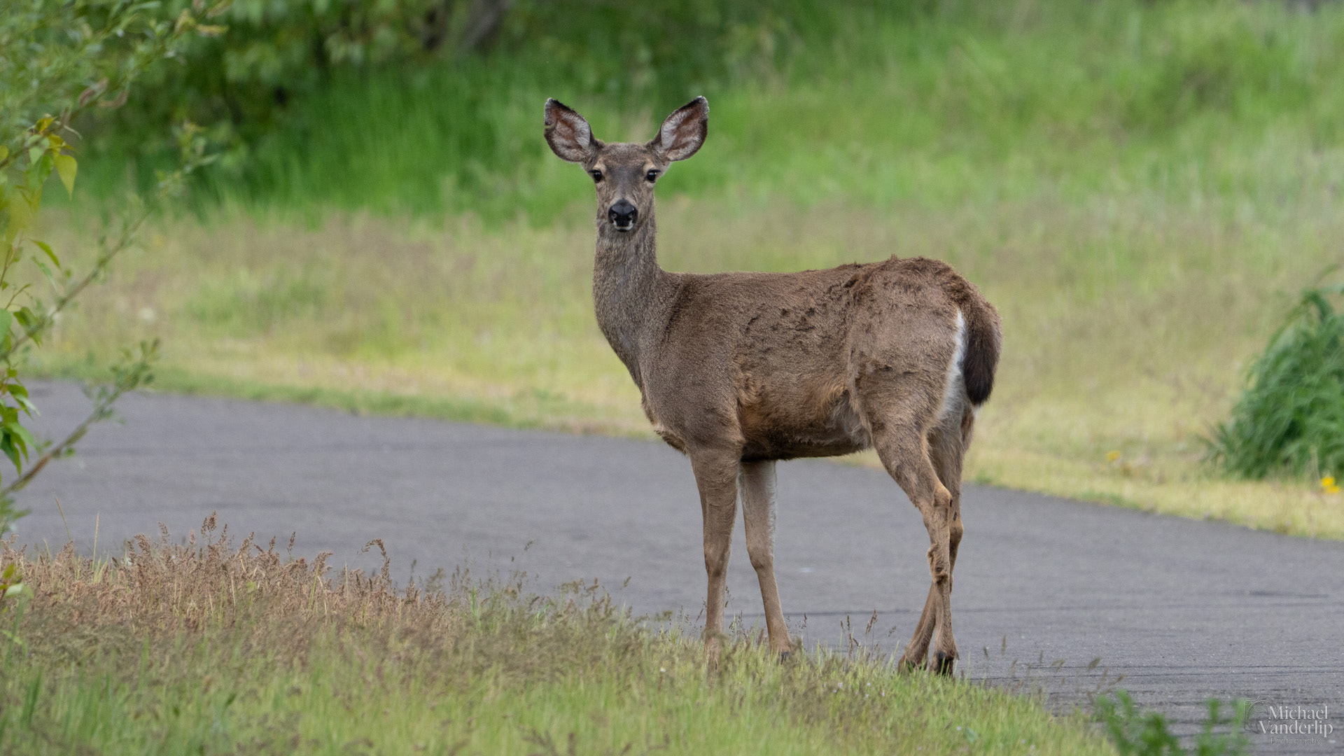 Black Tail Deer along the Bear Creek Greenway near Talent, Oregon.