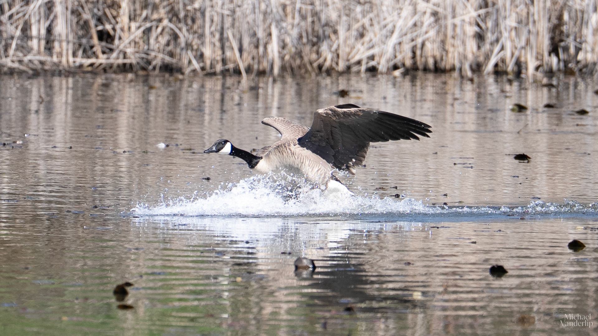 Canada Goose along the Bear Creek Greenway near Talent, Oregon.