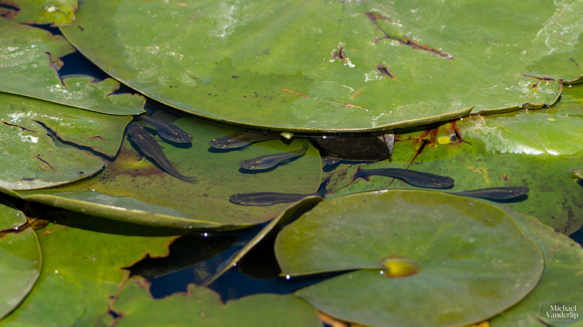 Mosquitofish along the Bear Creek Greenway near Talent, Oregon.