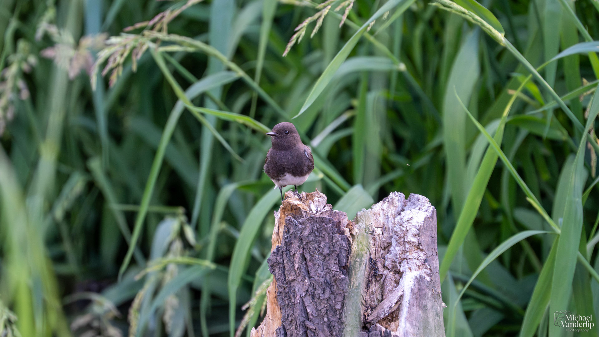 Black Phoebe along the Bear Creek Greenway near Talent, Oregon.