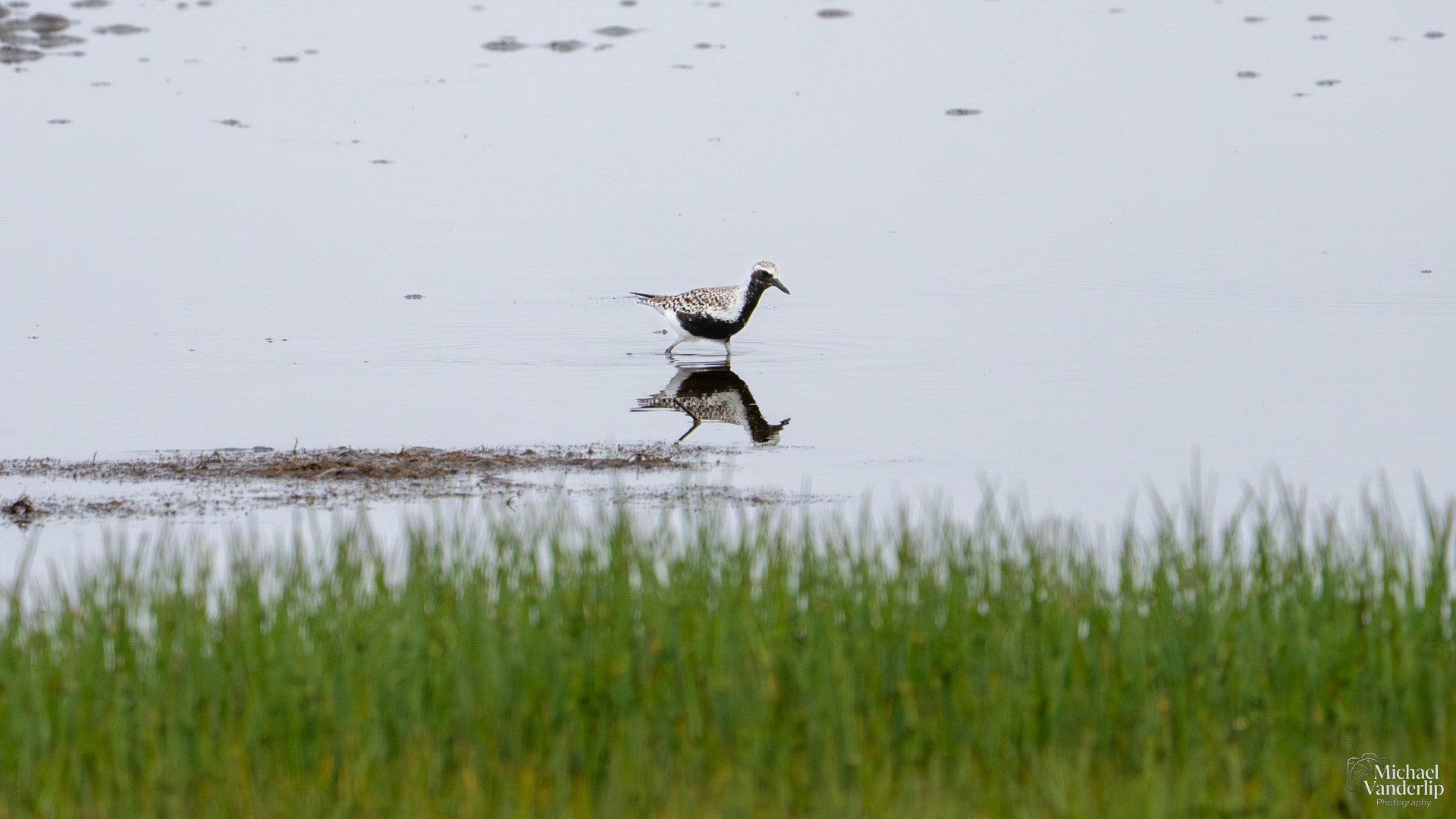 Black-Bellied Plover on the coast near Lincoln City, Oregon.