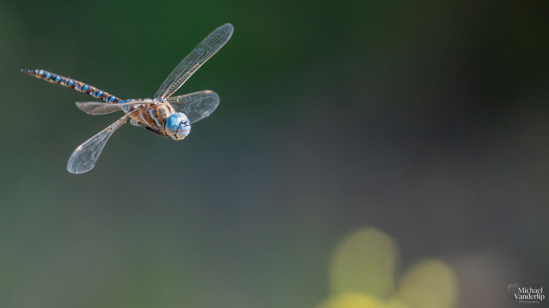 Blue-Eyed Darner Dragonfly along the Bear Creek Greenway near Talent, Oregon.