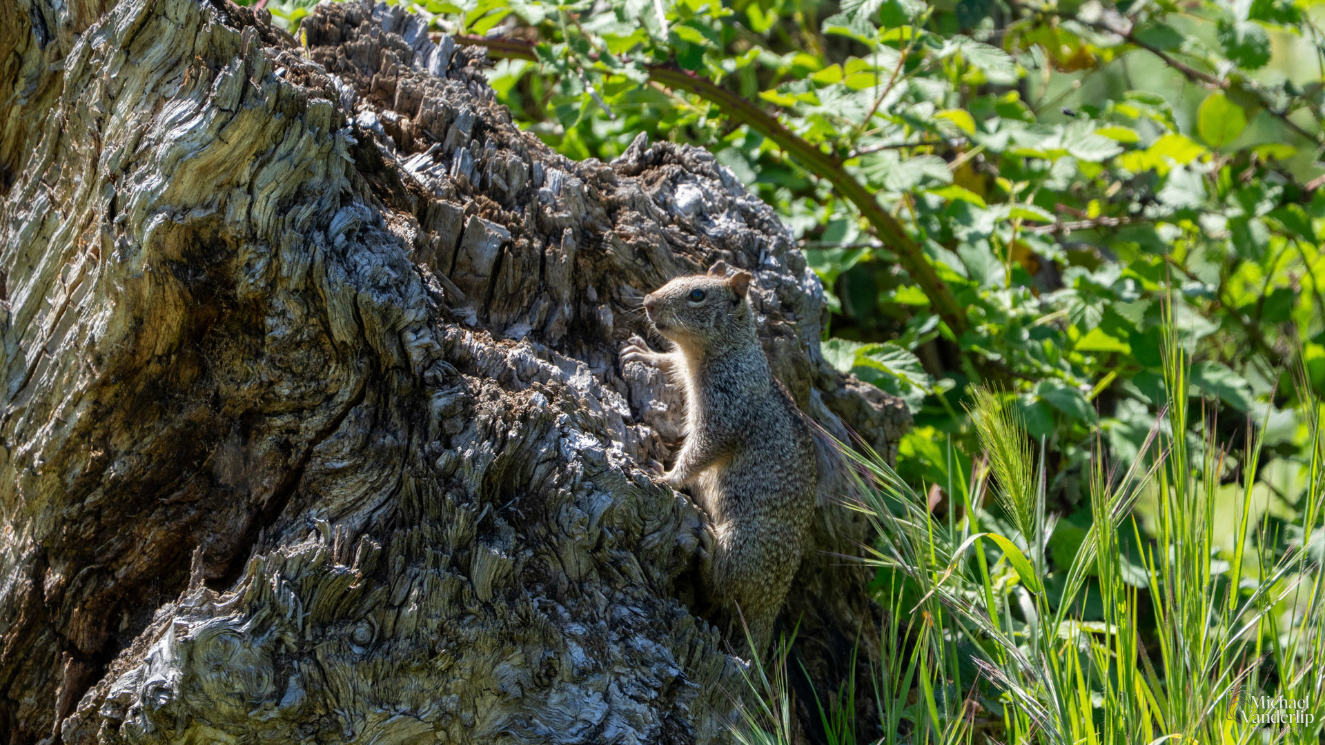 California Ground Squirrel along the Bear Creek Greenway, Talent, Oregon.