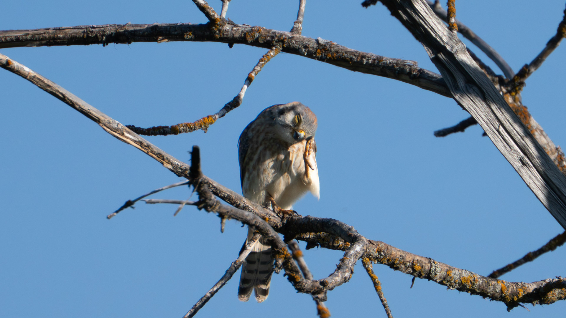 American Kestrel along the Bear Creek Greenway near Talent, Oregon.