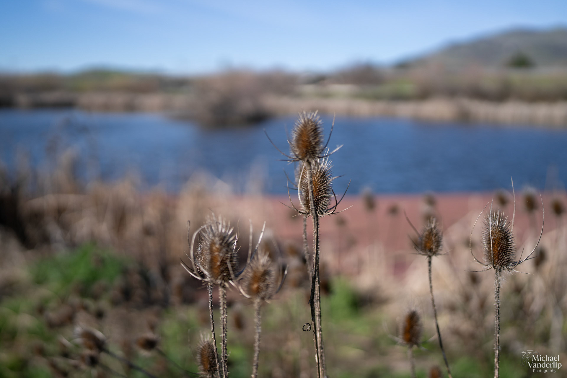 Teasel along the Bear Creek Greenway near Talent, Oregon.