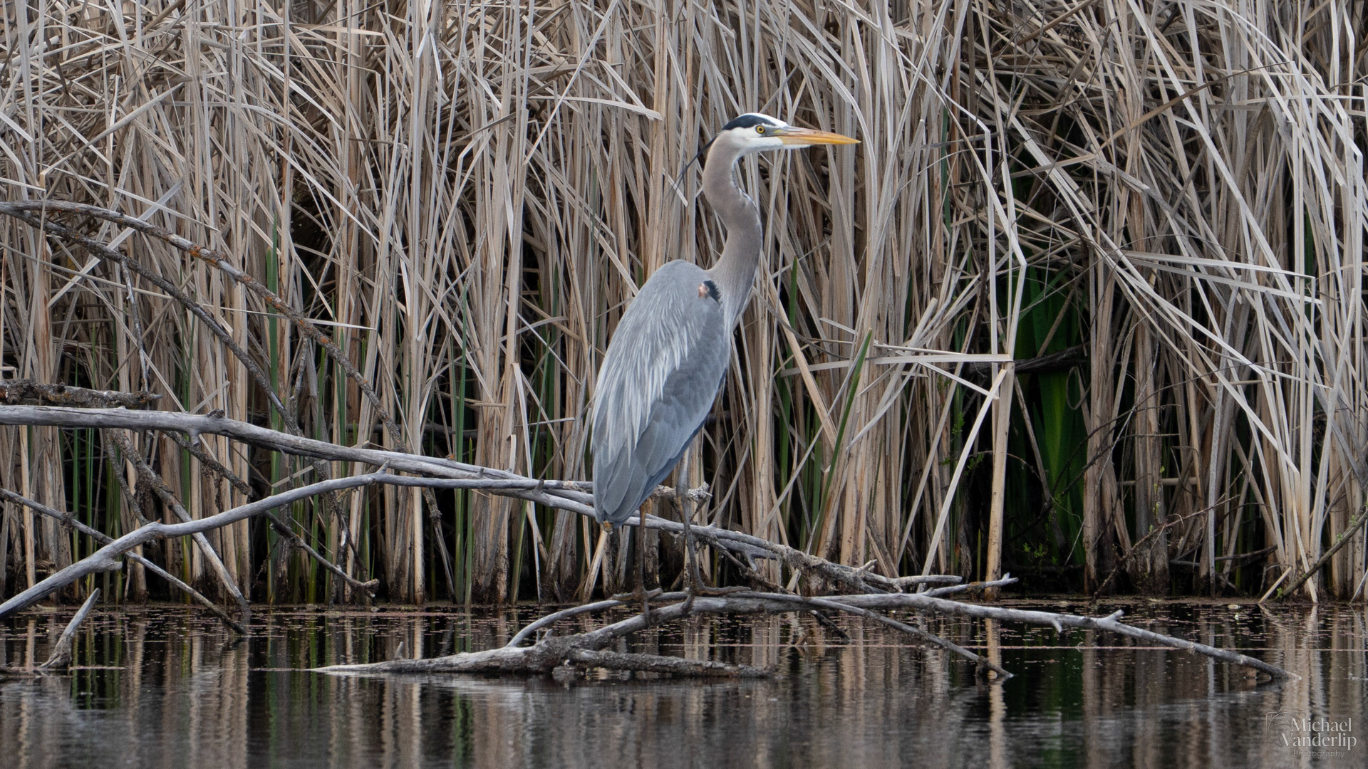 Great Blue Heron along the Bear Creek Greenway near Talent, Oregon.