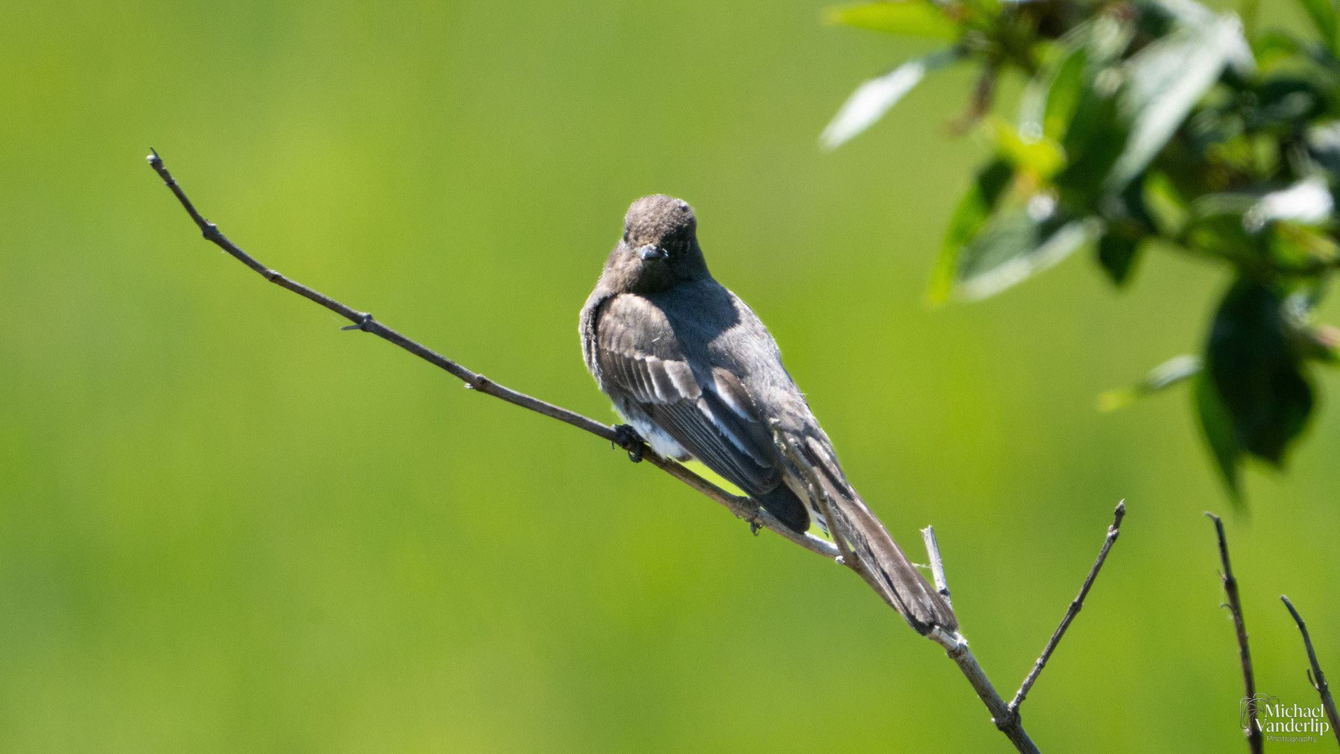 Western Wood-Pewee along the Umpqua River, near Reedsport, Oregon.