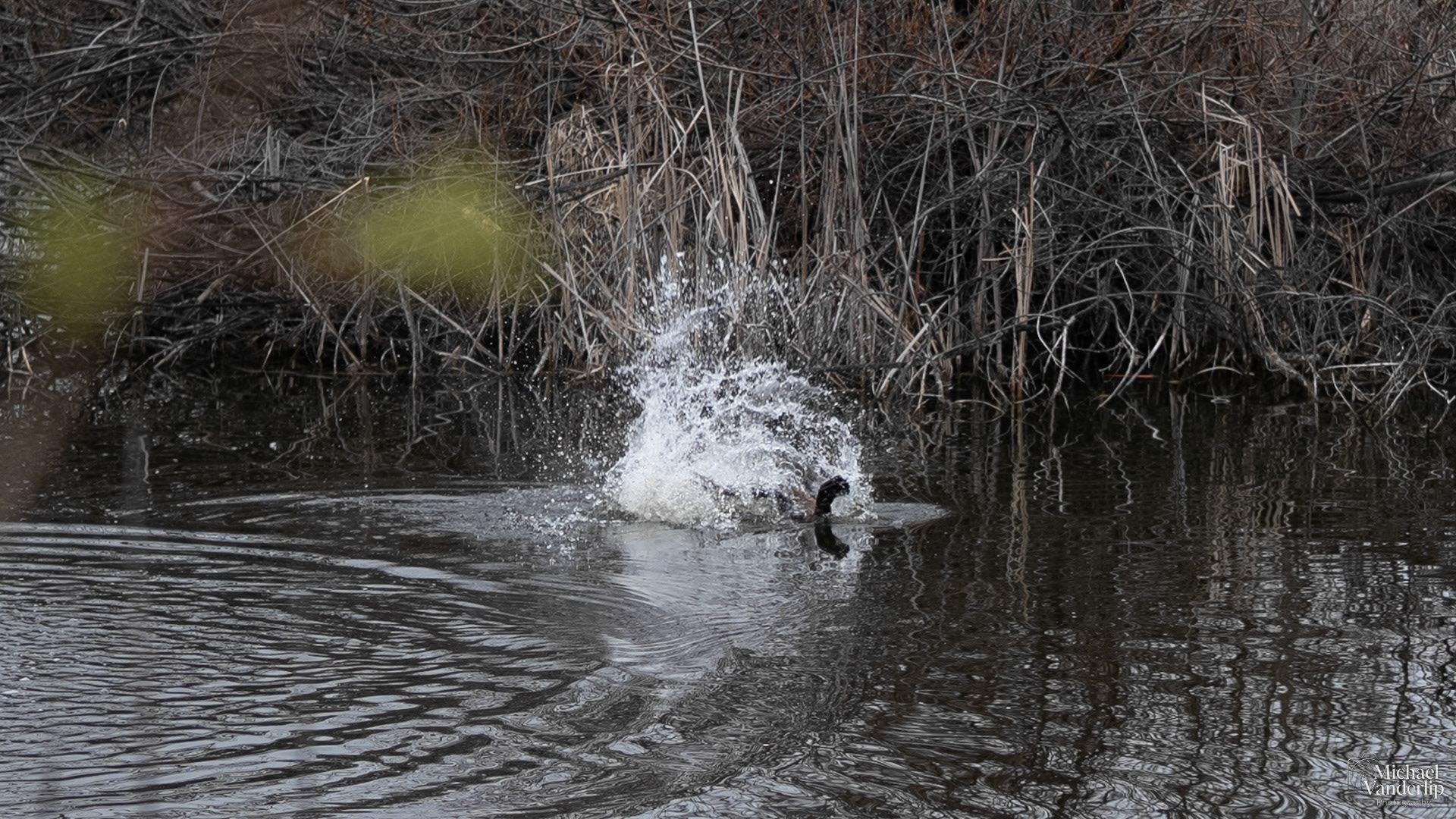 Beaver slapping the pond along the Bear Creek Greenway near Talent, Oregon.