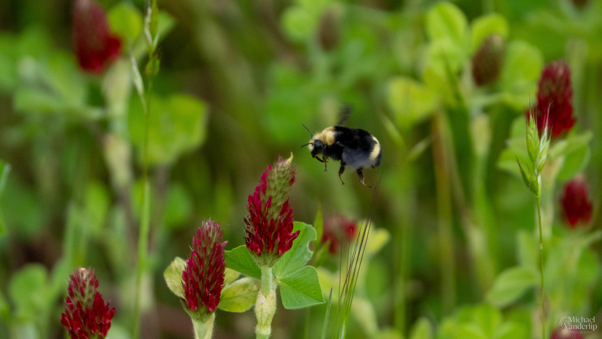 Yellow Faced Bumble Bee and Crimson Clover along Bear Creek Greenway near Talent, Oregon.