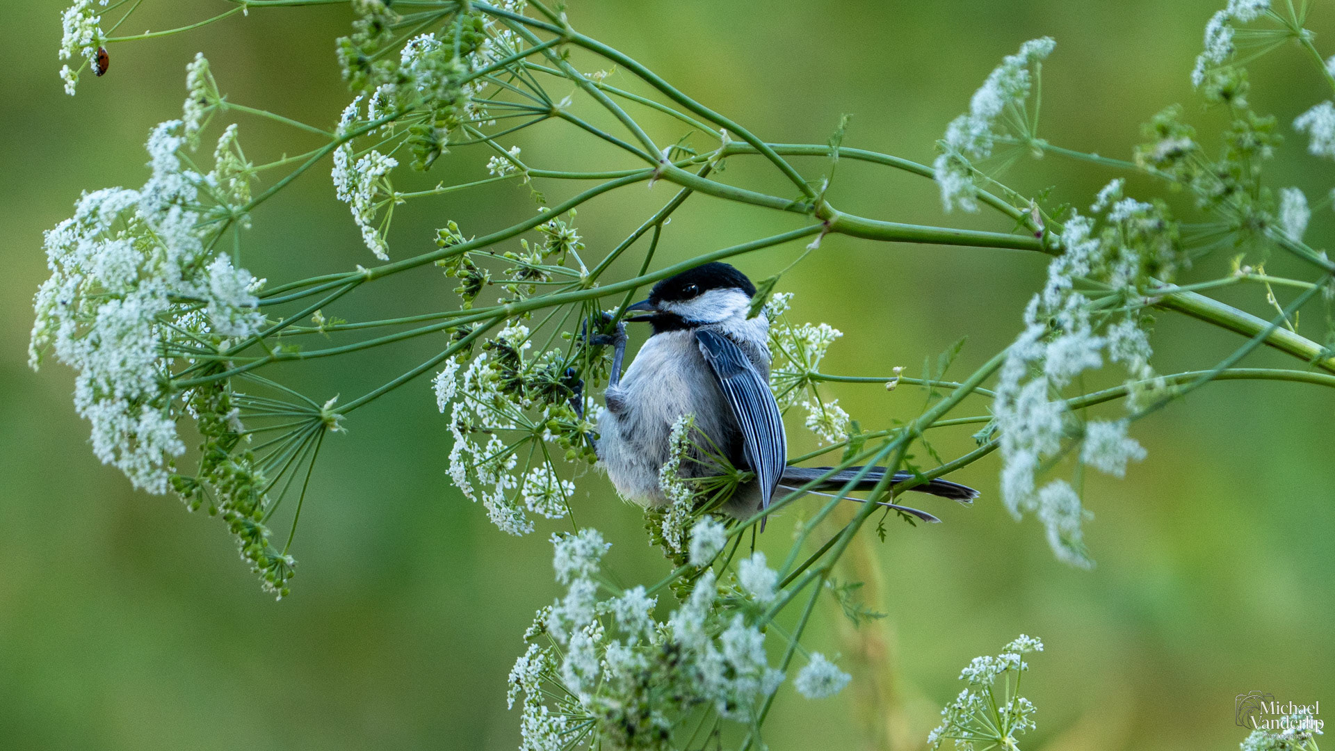 Black-Capped Chickadee along the Bear Creek Greenway near Talent, Oregon.