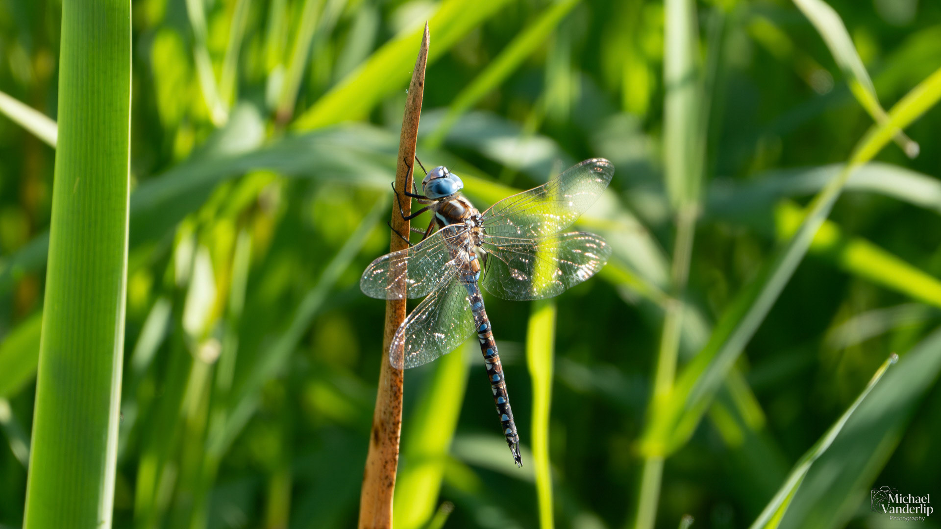 Blue-Eyed Darner Dragonfly along the Bear Creek Greenway near Talent, Oreogn.