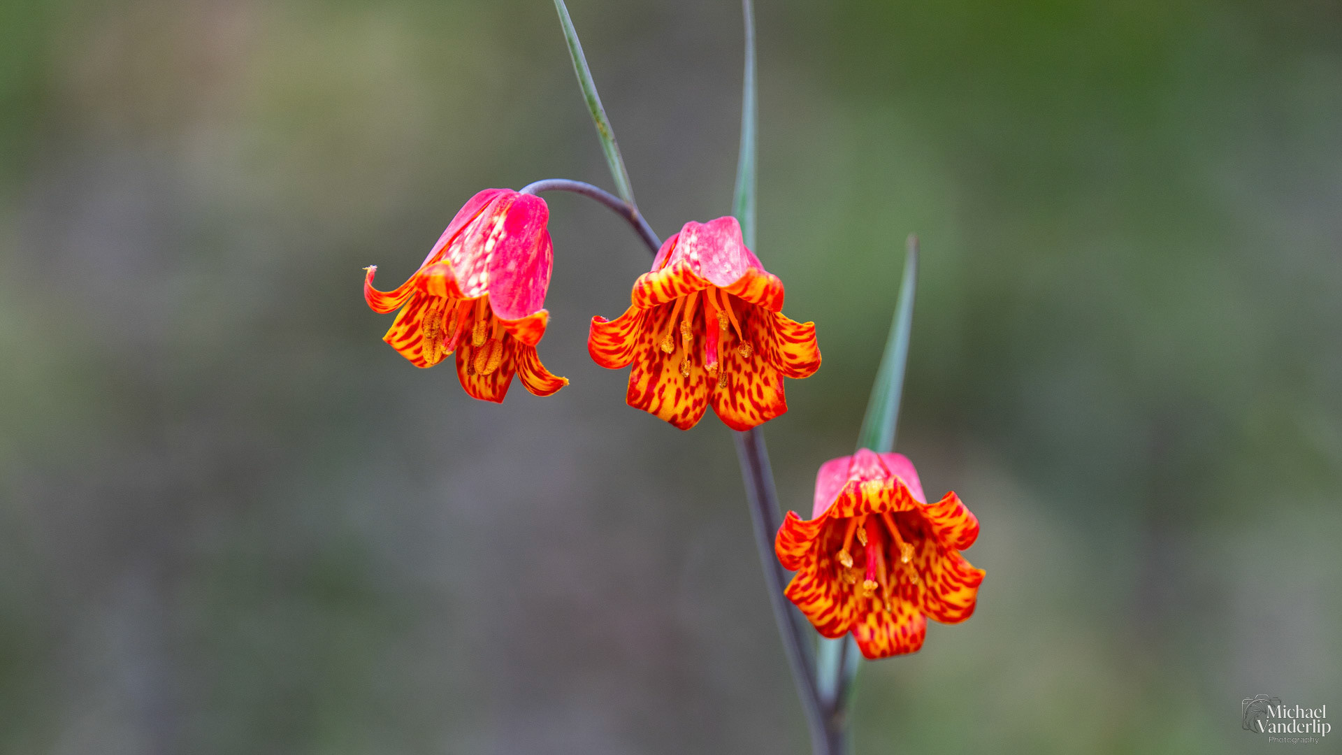 Scarlet Fritillary on the Lower Table Rock Trail, Central Point, Oregon.