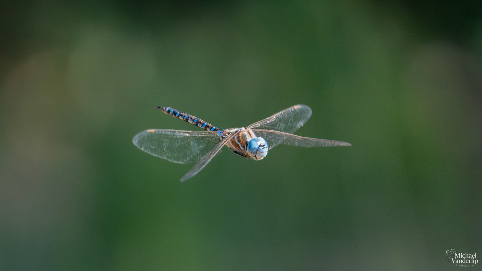 Blue-Eyed Darner Dragonfly along the Bear Creek Greenway near Talent, Oregon.