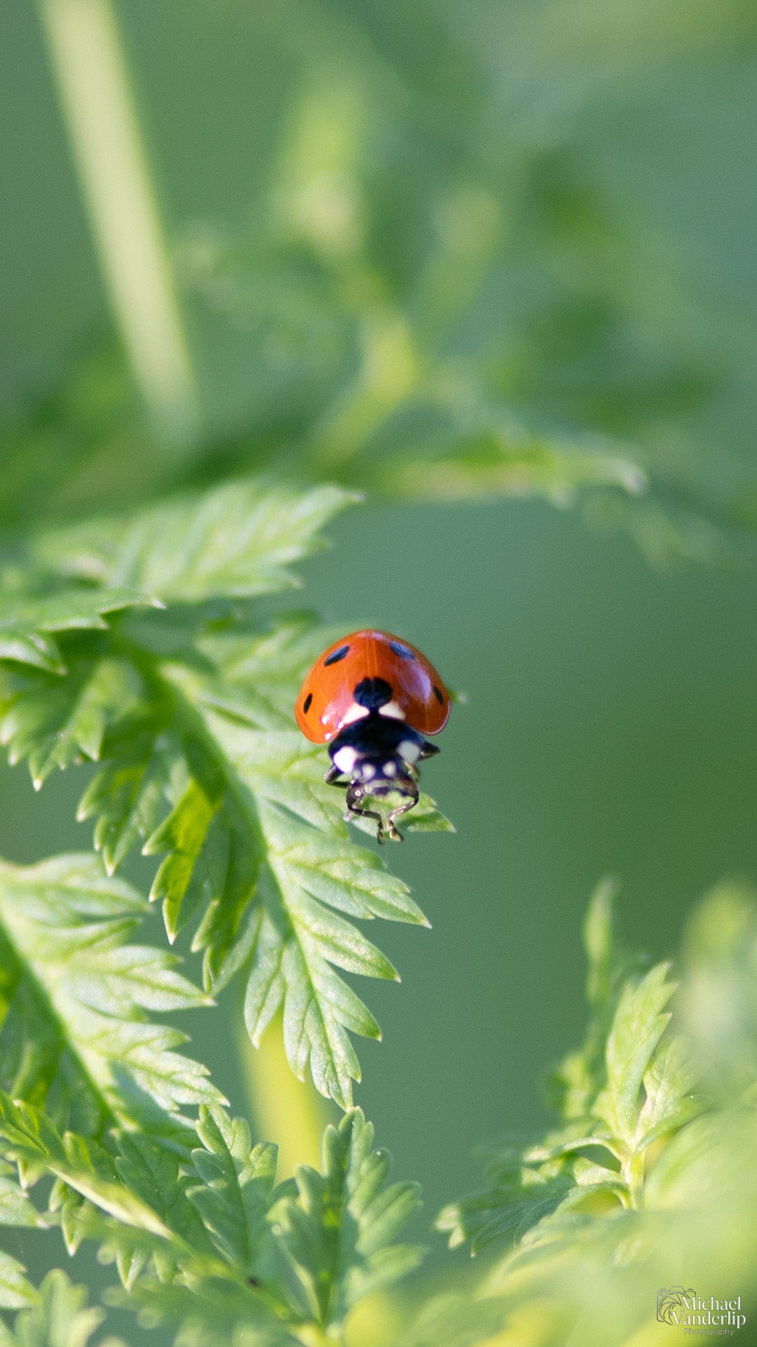 Lady Bug along the Bear Creek Greenway near Talent, Oregon.