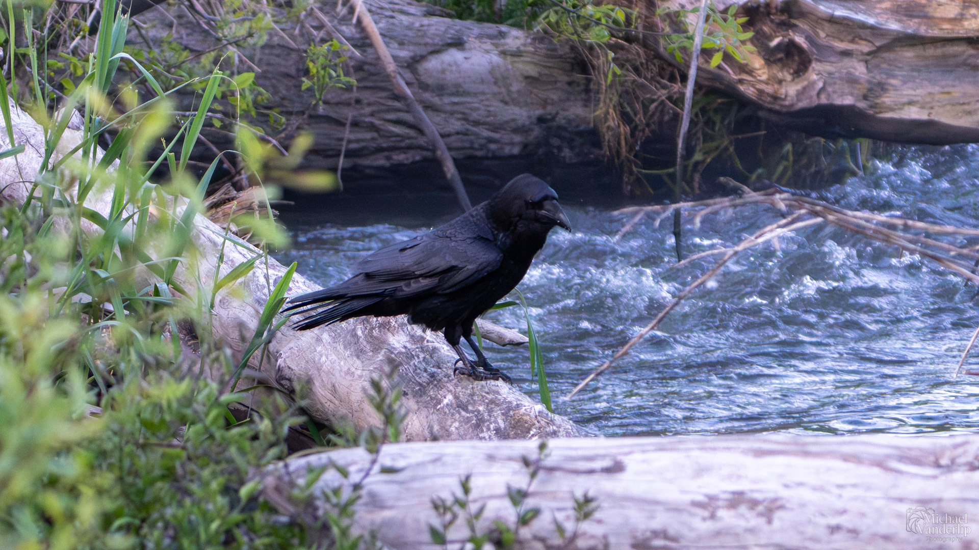 Raven along the Bear Creek Greenway near Talent, Oregon.