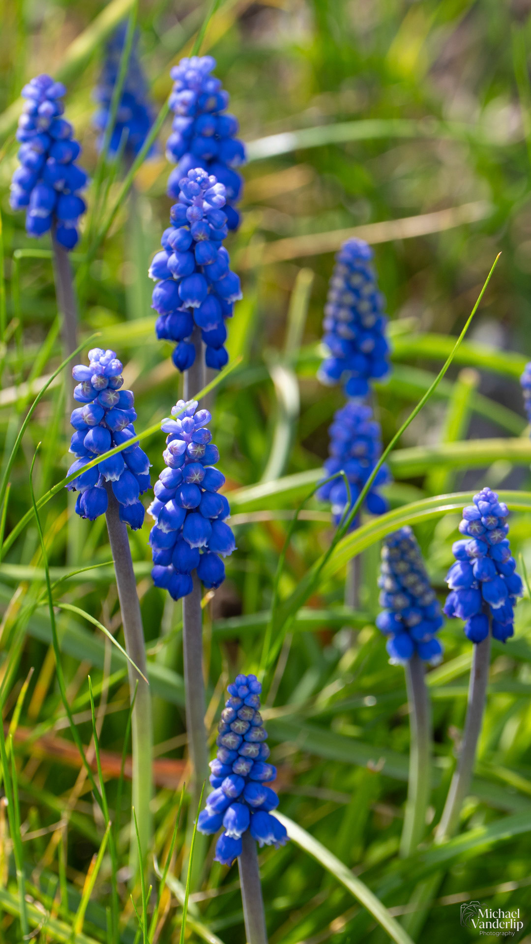 Grape Hyacinth along the Bear Creek Greenway near Talent, Oregon.