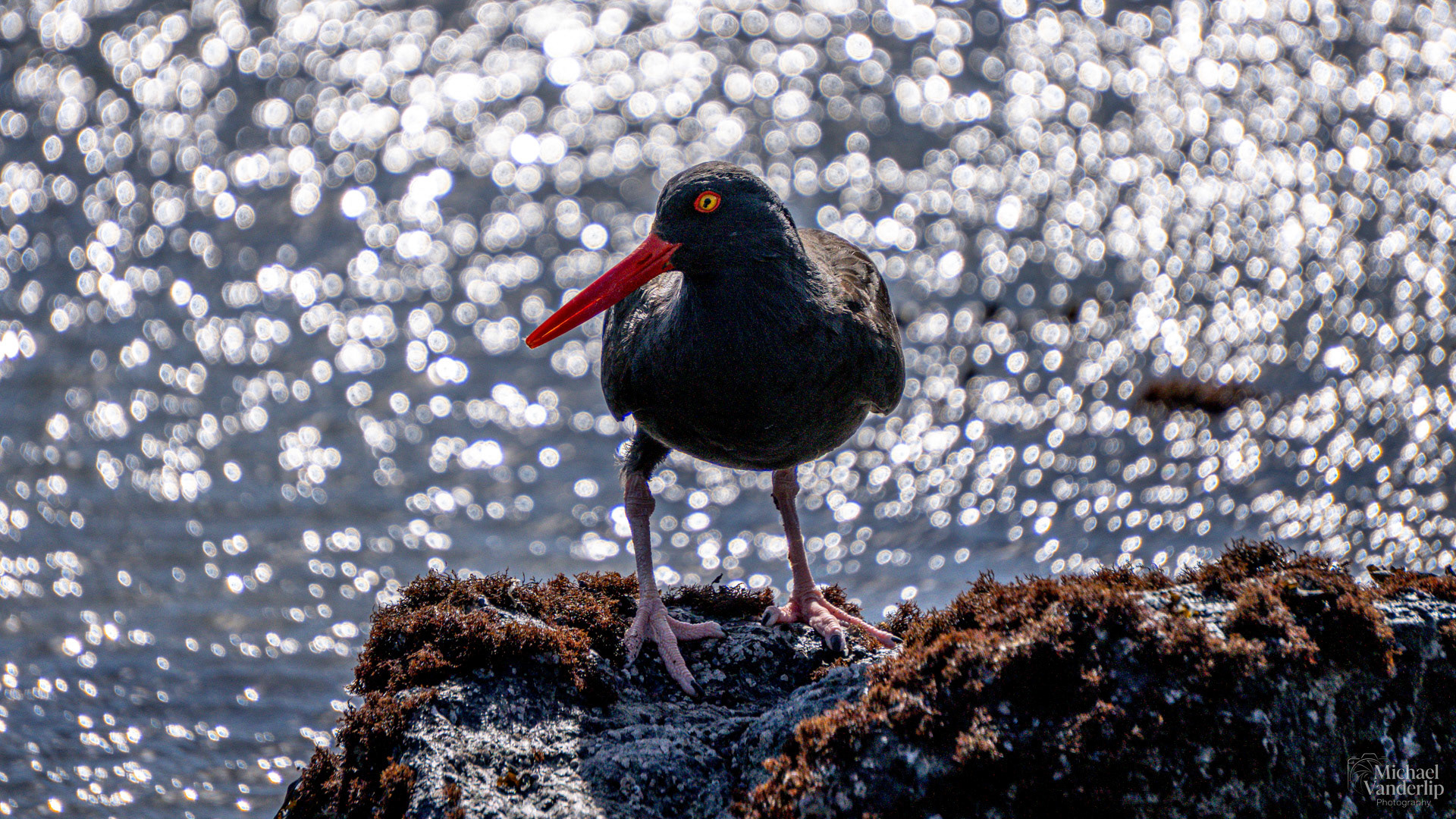 Black Oystercatcher on Harris Beach, Brookings, Oregon.