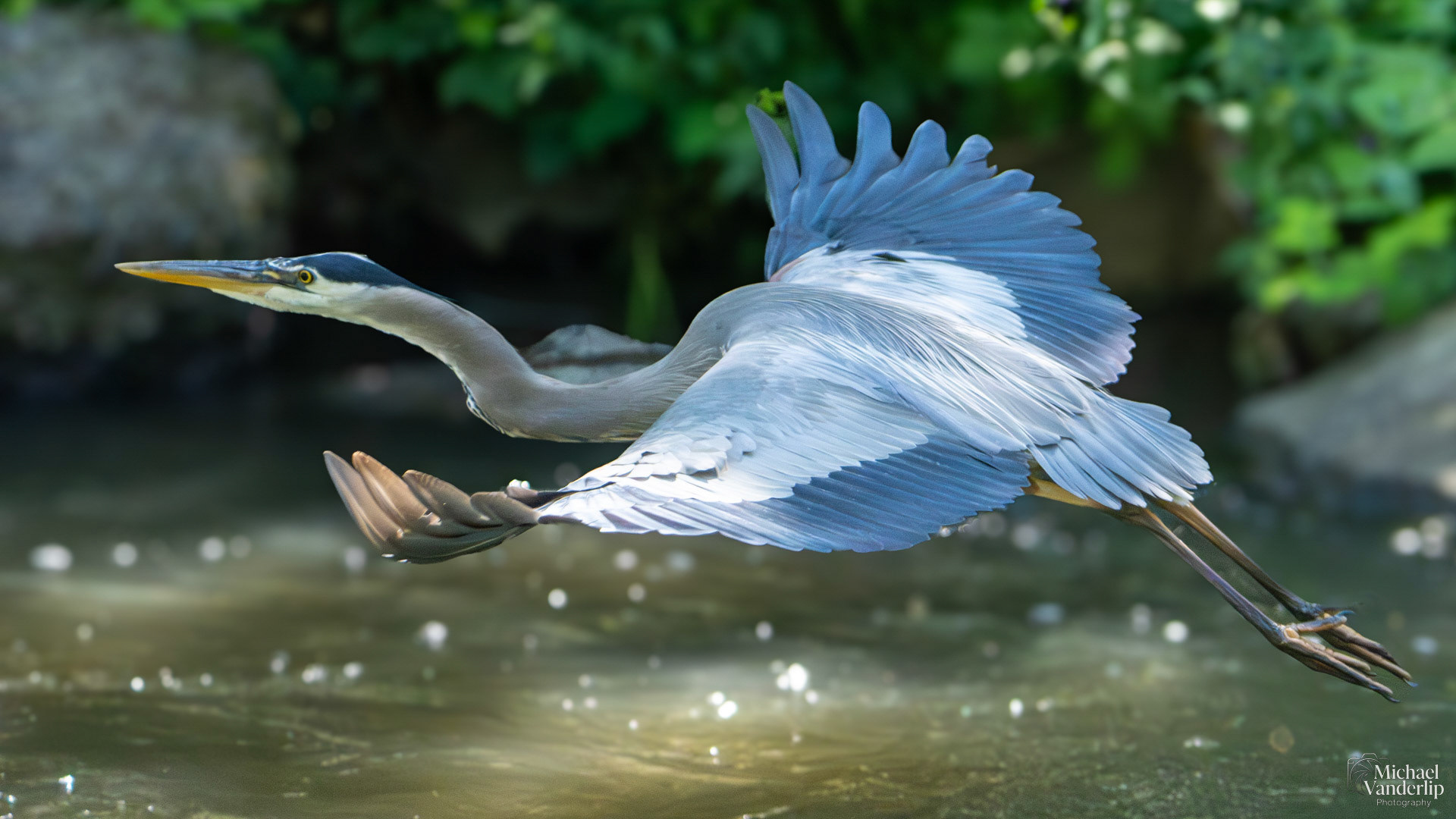 Great Blue Heron along the Bear Creek Greenway in Medford, Oregon.