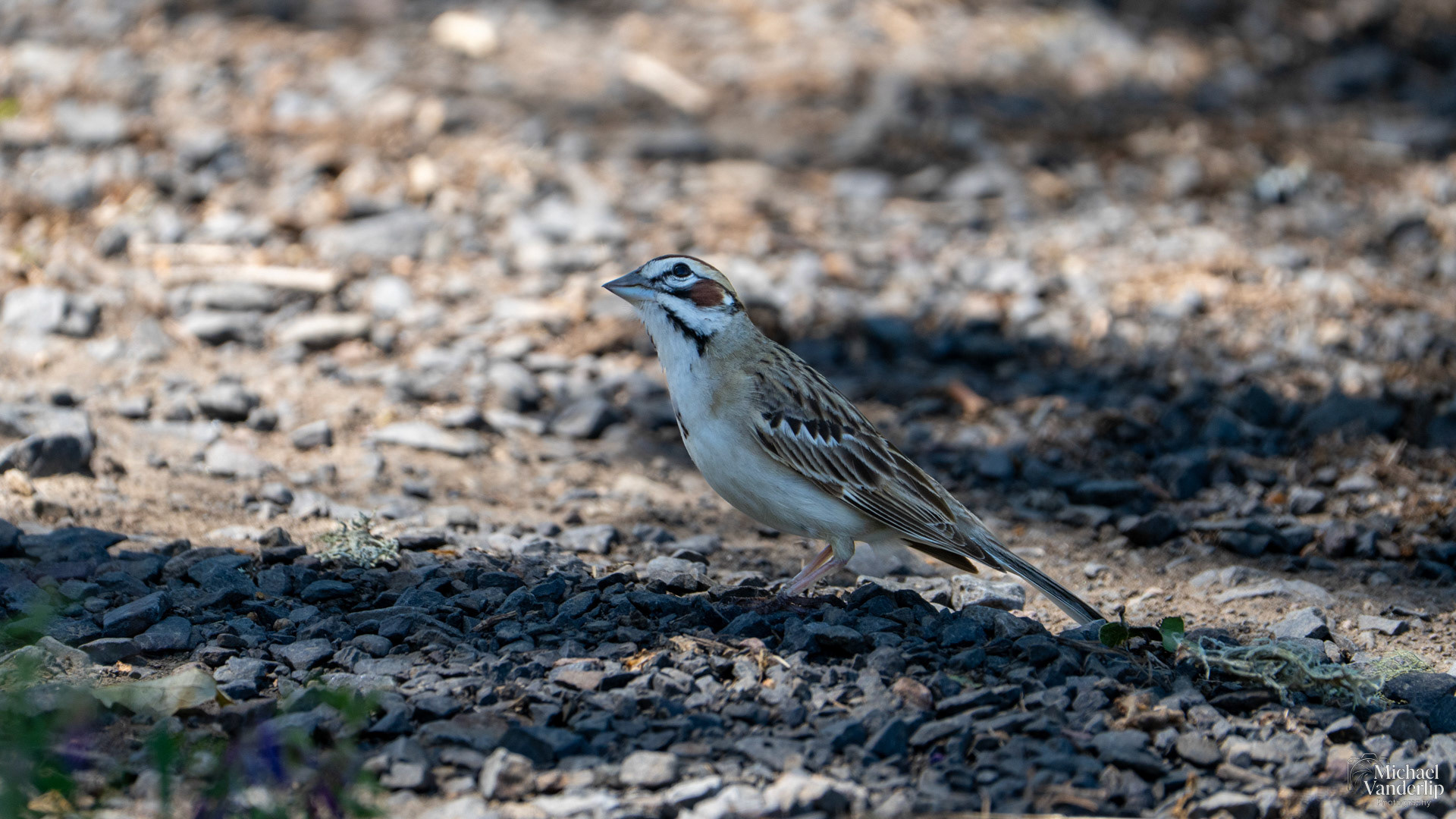Lark Sparrow on Lower Table Rock, Central Point, Oregon.