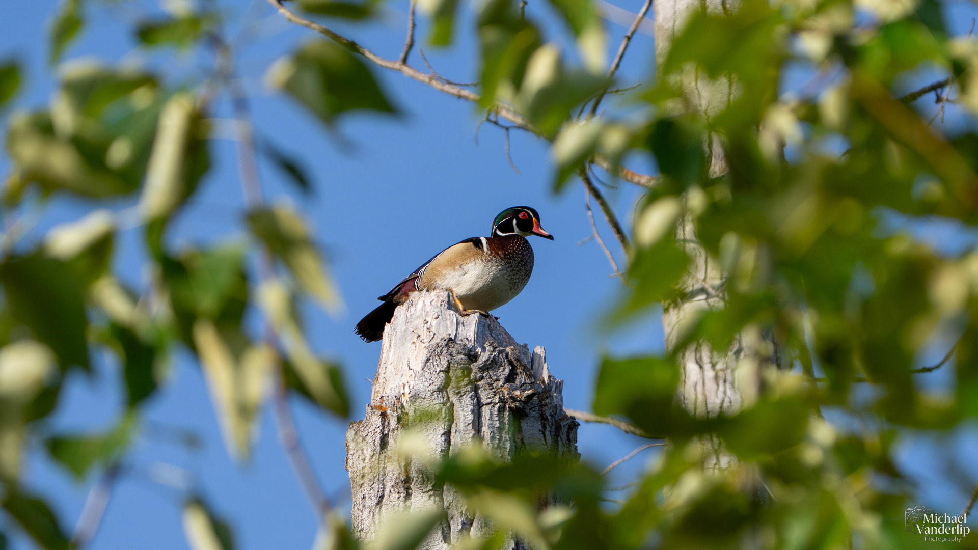 Wood Duck along the Bear Creek Greenway near Talent, Oregon.