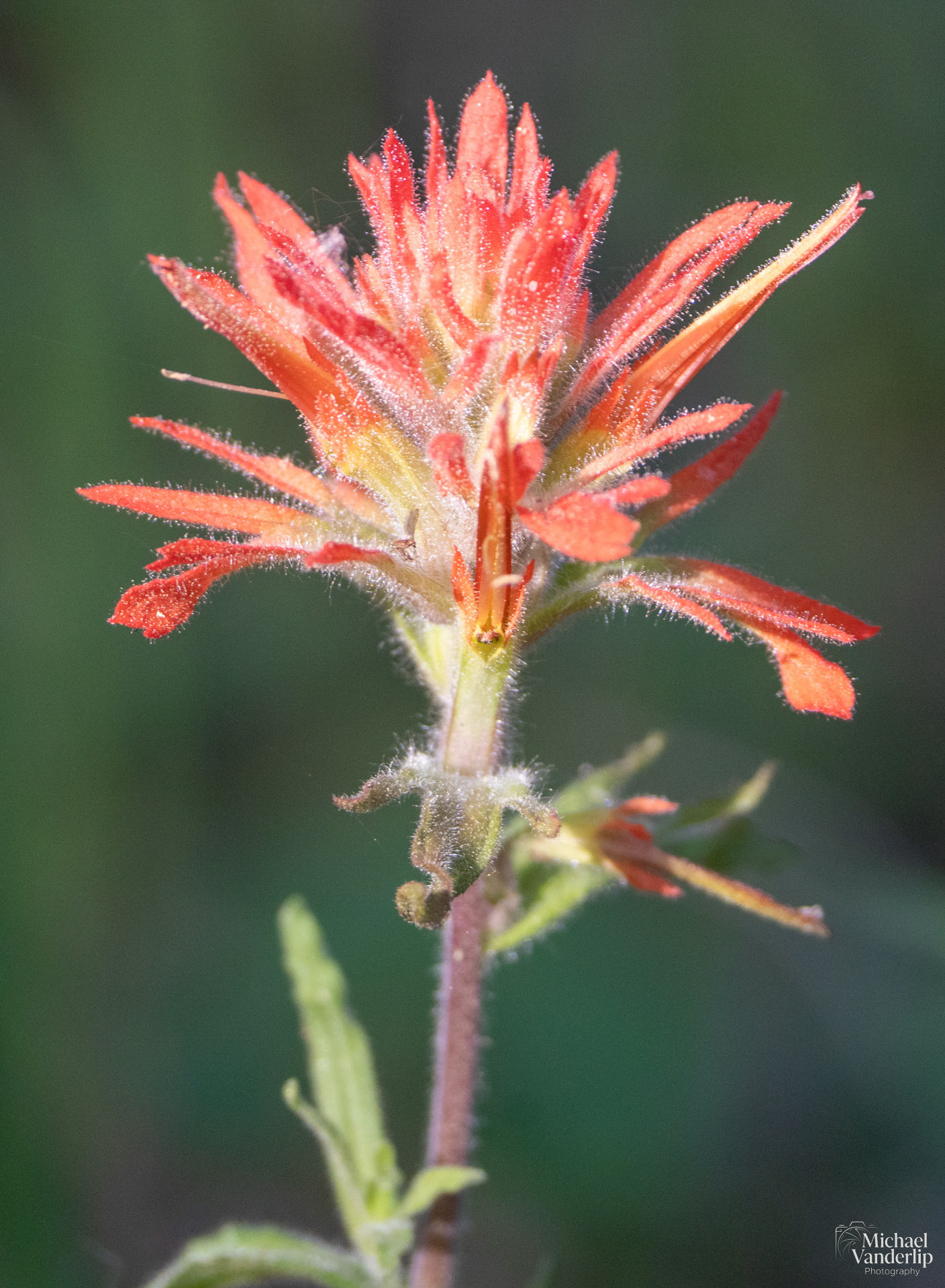 Paintbrush Wildflower along the White Rabbit Trail near Ashland, Oregon.
