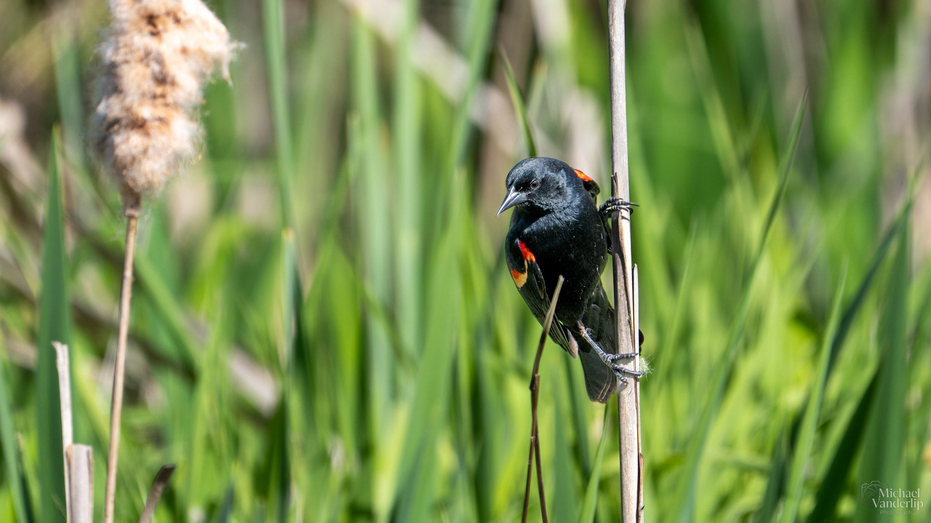 Red Winged Black Bird along the Bear Creek Greenway near Talent, Oregon.