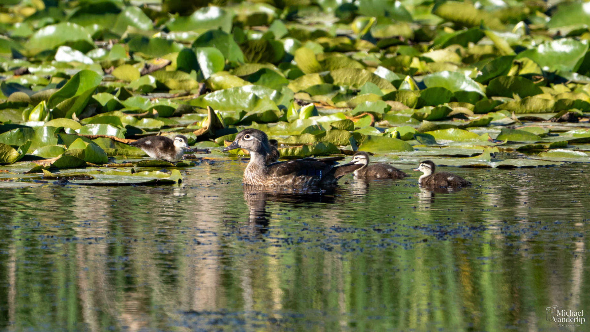 Wood Duck along the Bear Creek Greenway near Talent, Oregon.