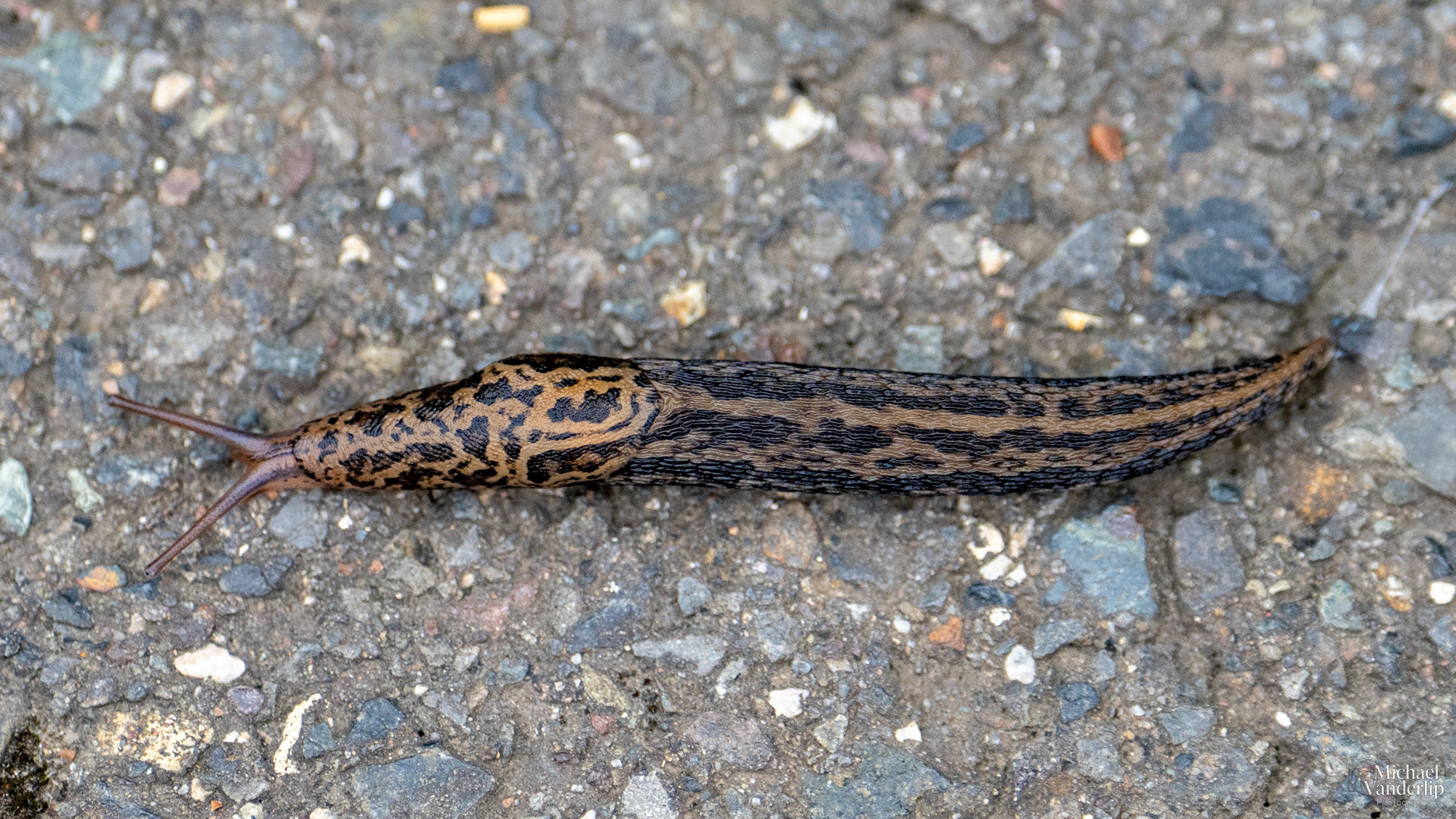 Field Slug along the Bear Creek Greenway near Talent, Oregon.