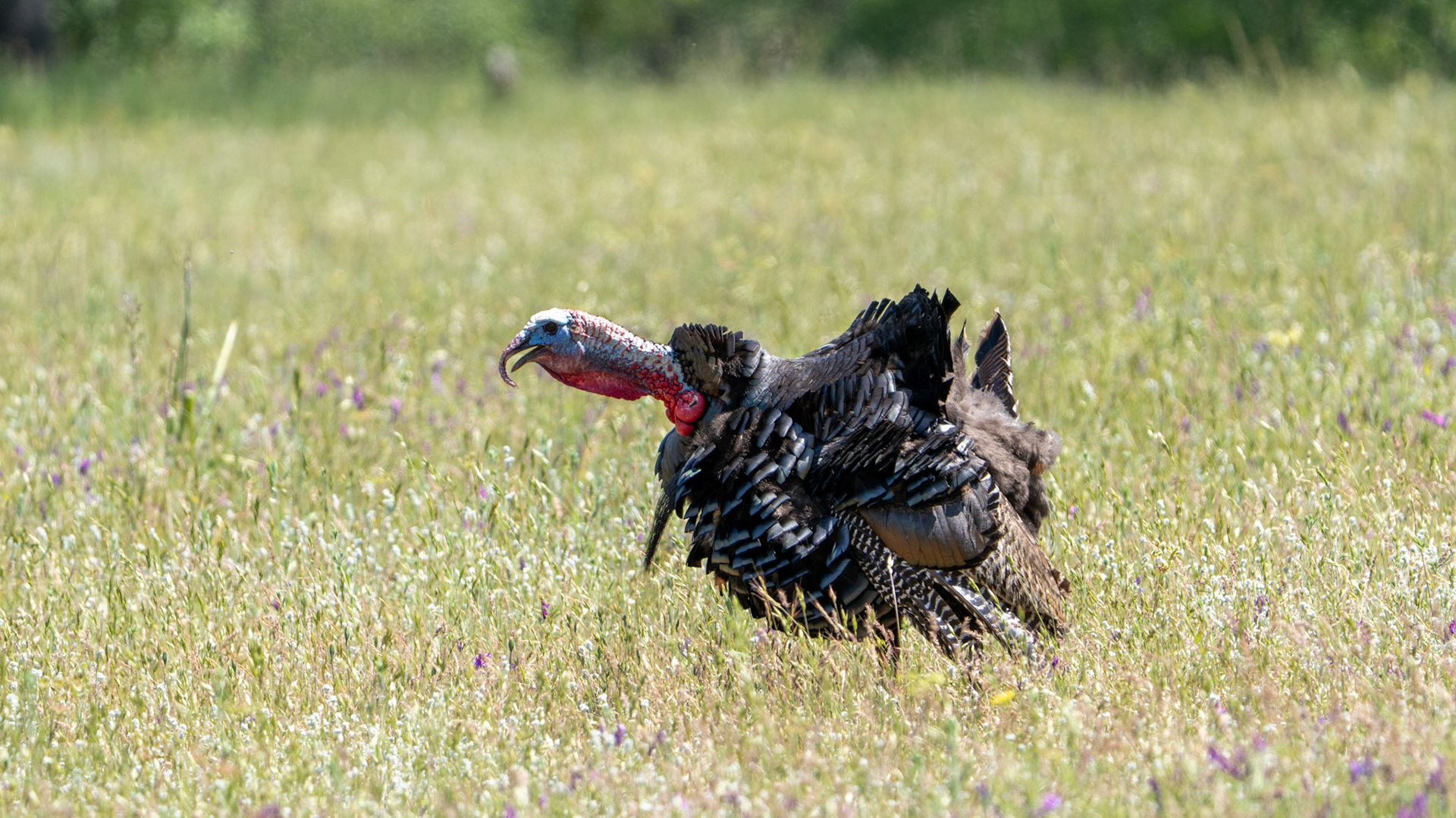 Wild Turkey on the Lower Table Rock Trail, Central Point, Oregon.