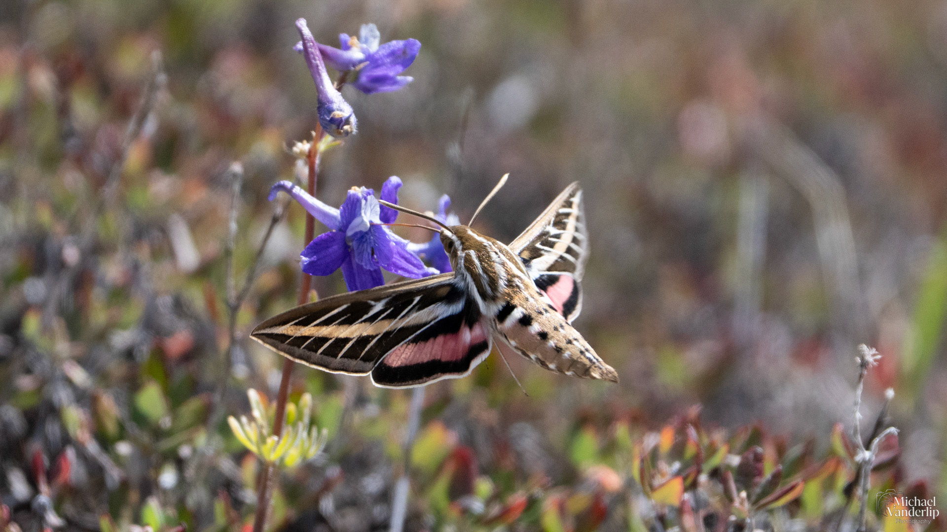 White-Lined Sphinx Moth along the Pacific Crest Trail near Mt. Ashland, Oregon.