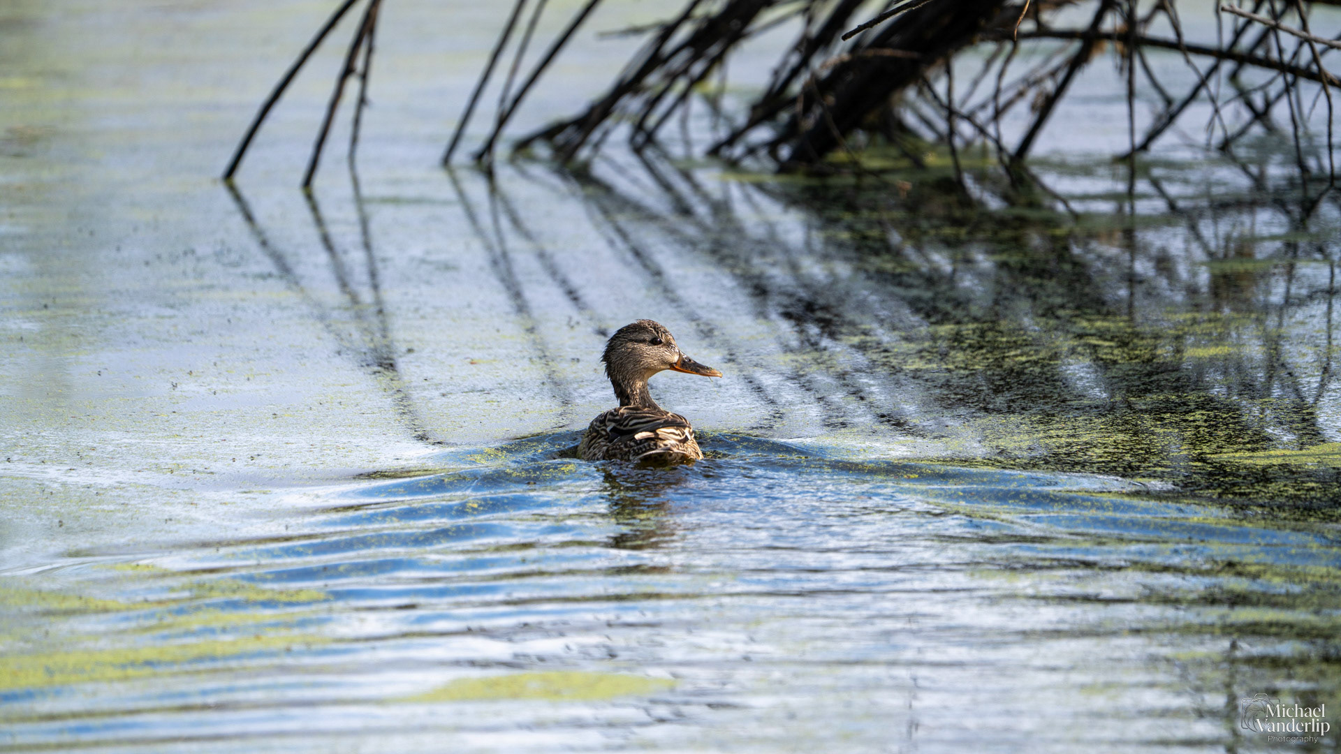 Mallard Duck along the Bear Creek Greenway near Talent, Oregon.