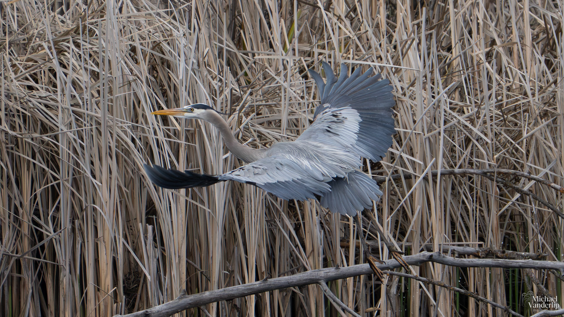Great Blue Heron along the Bear Creek Greenway near Talent, Oregon.