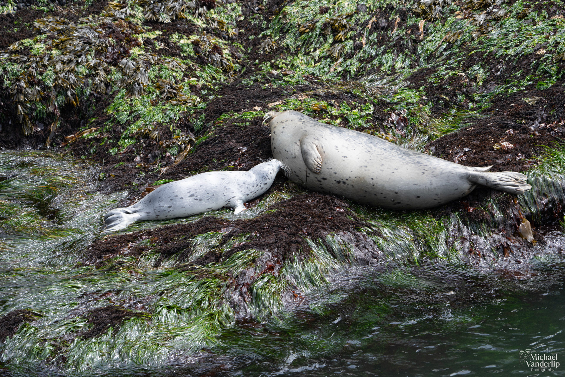 Harbor Seals along the coast, Depoe Bay, Oregon.