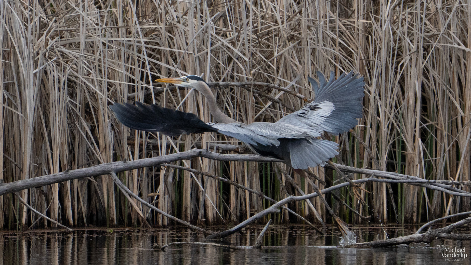 Great Blue Heron along the Bear Creek Greenway near Talent, Oregon.